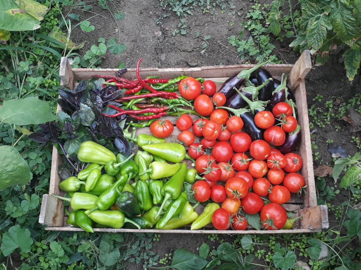 WWU students produce tons of vegetables at Birchwood farm