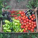 fresh organic vegetables harvest in wooden crate