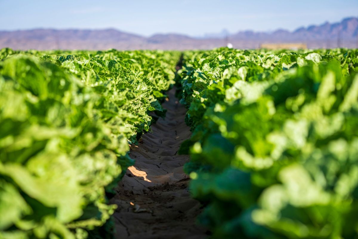 UPDATED: FDA/CDC investigation into 5-state Cyclospora outbreak shows link to iceberg lettuce